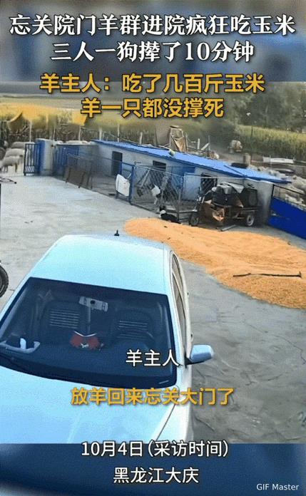 最担心的事还是发生了！黑龙江，一农户放羊回家发现忘关大门了，因为养了几百只羊，羊