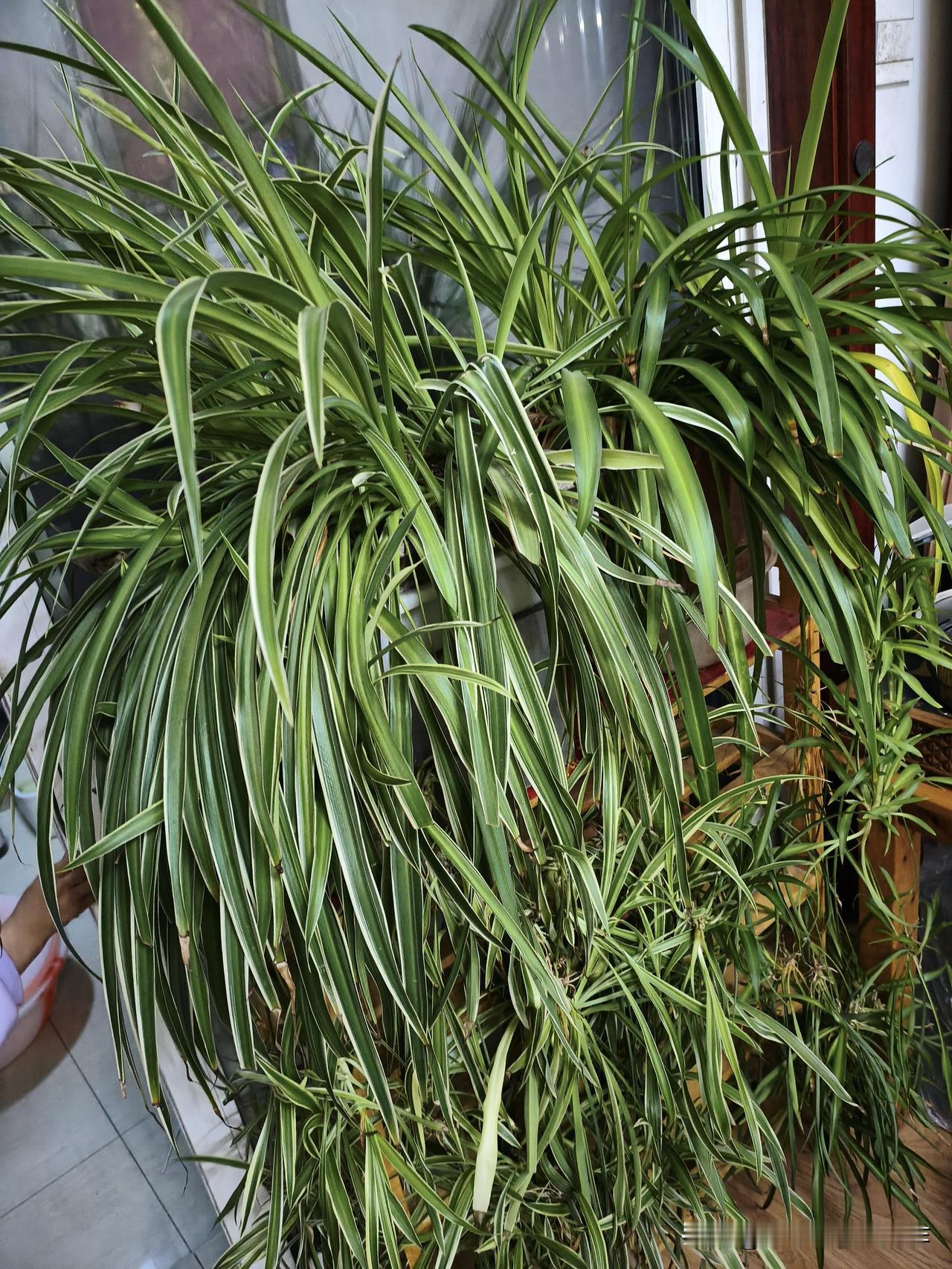 以前总不懂，妈妈在我年轻时候，老爱念叨，这闺女找婆家啊，比娶媳妇还要难。年轻