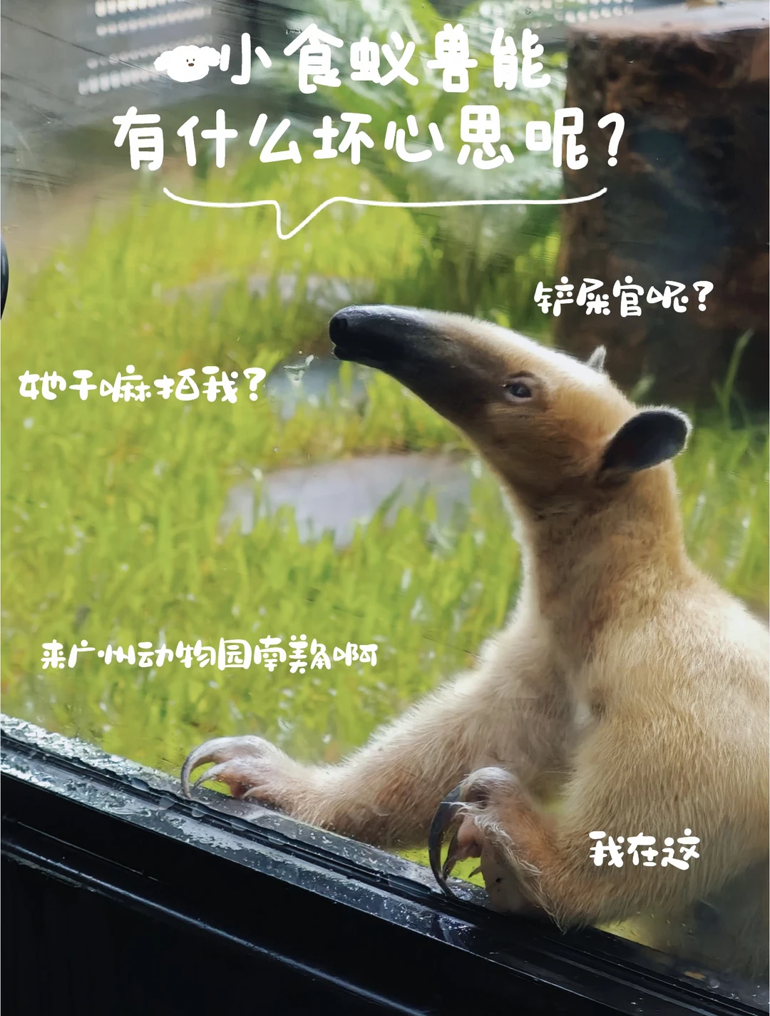 📣它来咯！明天开始小食蚁兽正式展出啦！