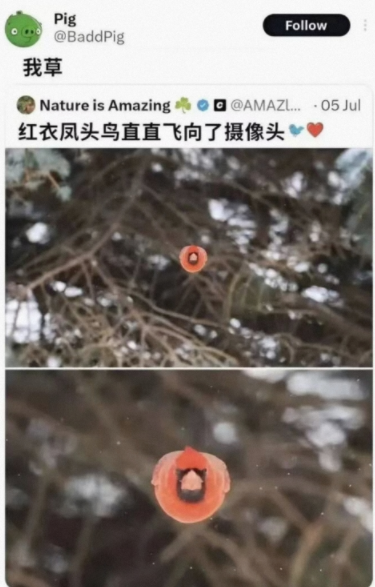 直直飞向了摄像头