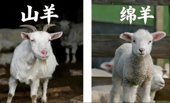 冷知识：在中国汉语的语境里，绵羊和山羊都以“羊”为核心词根，区别很小，但实际