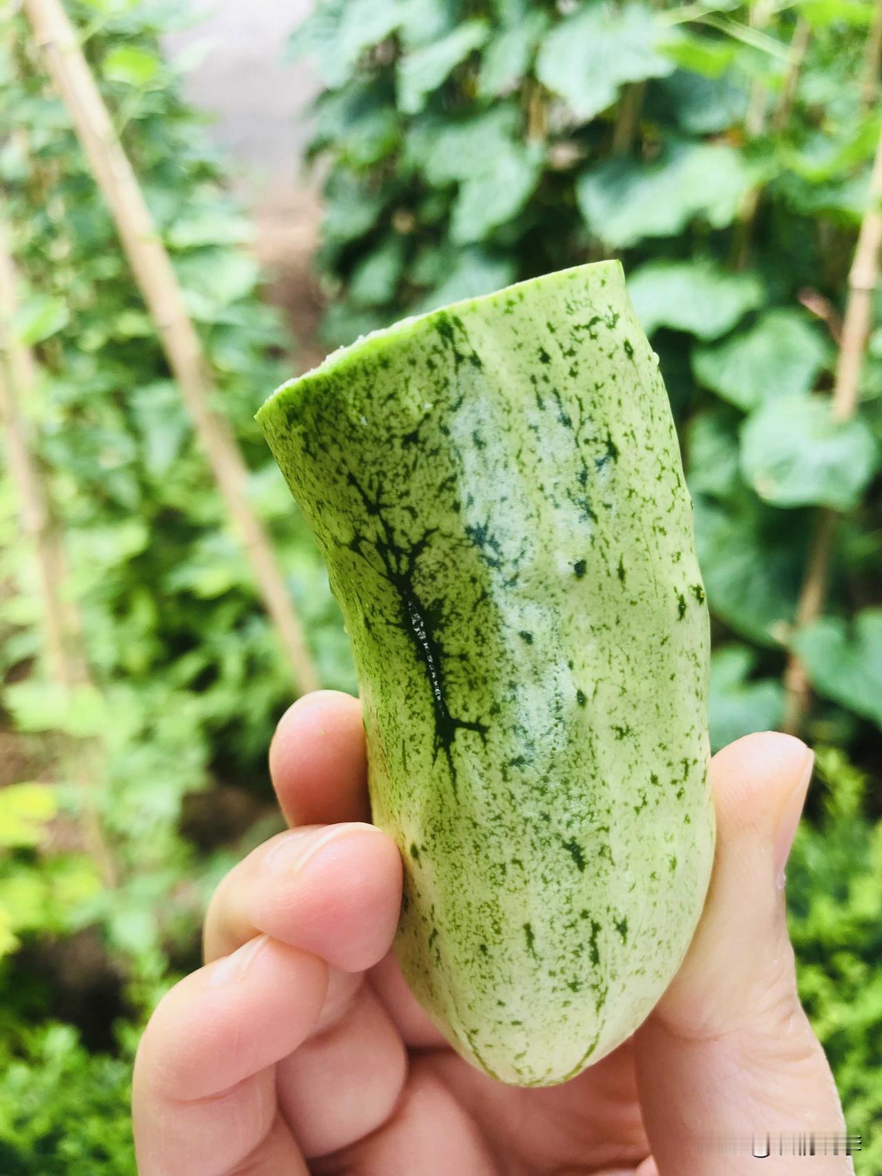 这是我父母在院子里种的菜，今天我一进门就摘了根黄瓜吃，绿色、有机、新鲜，真的是太