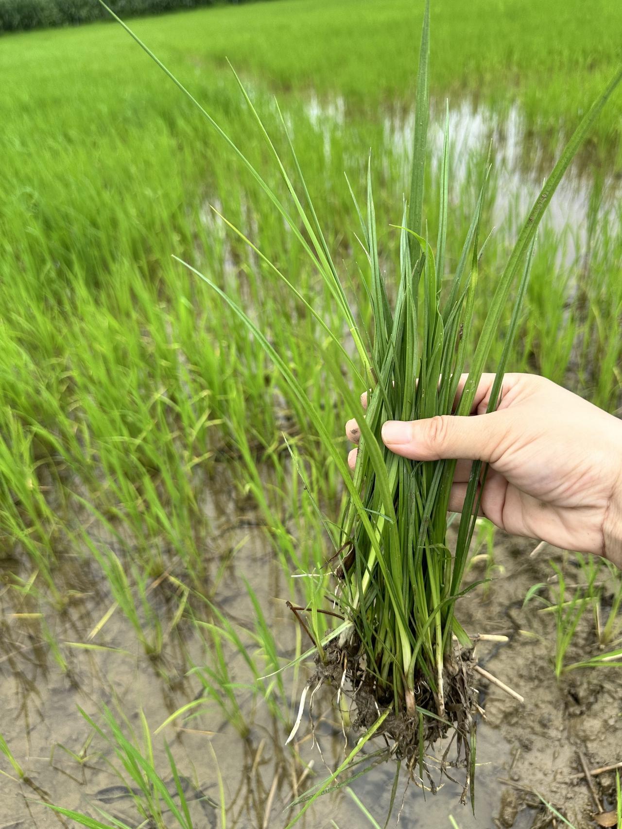 水稻种植二甲灭草松三棱草灭草松水稻除草剂