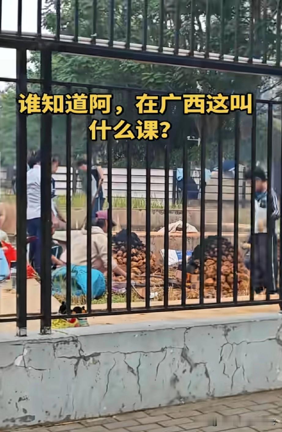 北方家长看完酸哭！广西娃的劳动课，才是童年该有的样子刷到广西学校的劳动实践