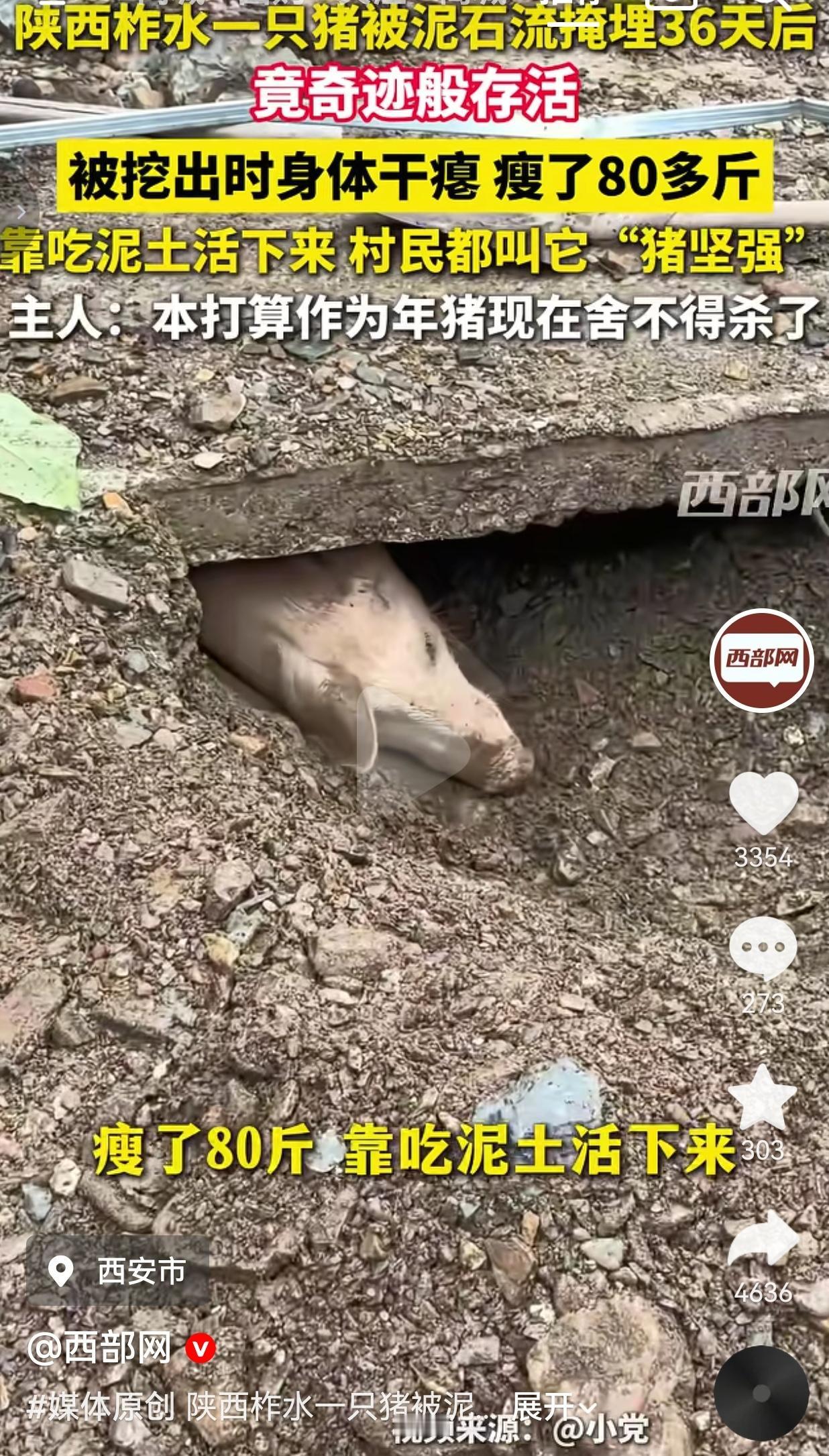 泥石流掩埋36天，猪大奇迹生还！主人：原本打算过年杀，现在心里十分舍不得谁