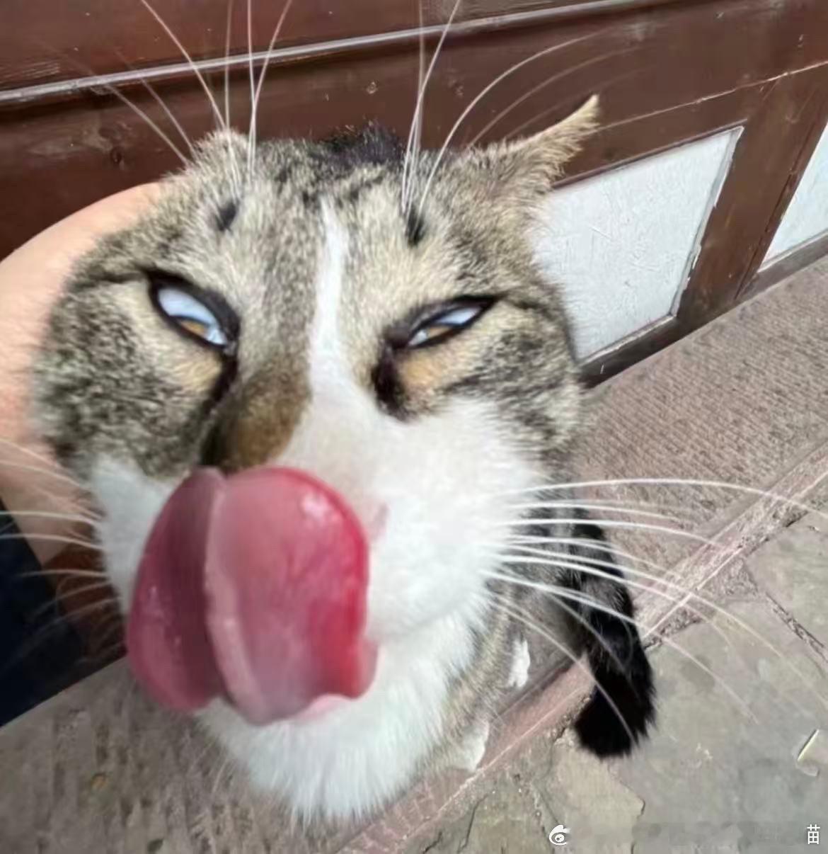 49859【丑猫】大舌头