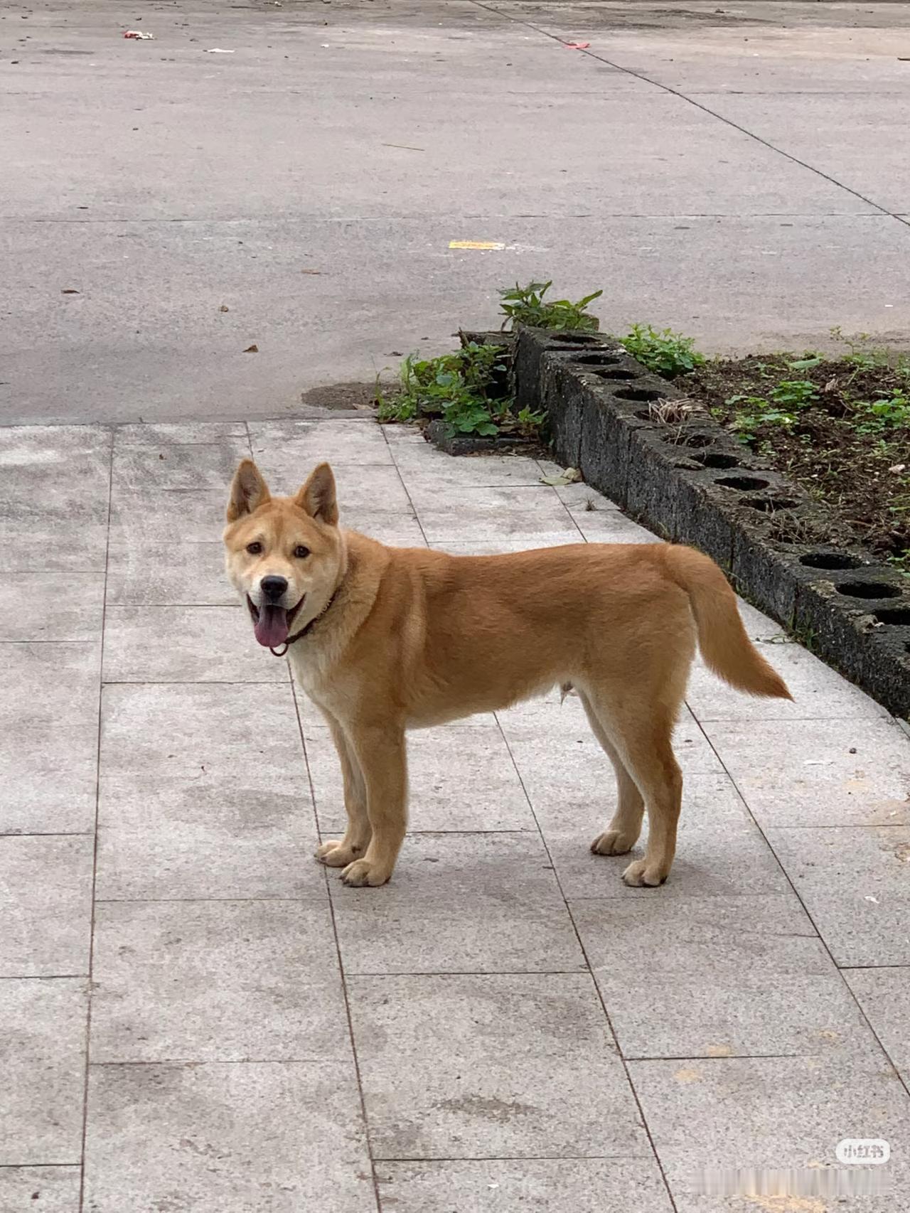 最近山西这起狗咬人被摔死，狗主人被杀案闹得沸沸扬扬，大家都在争论是否防卫过当。被