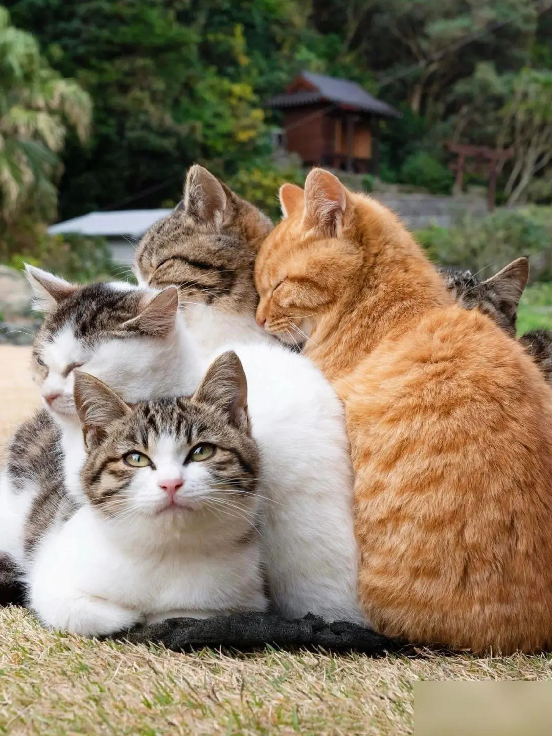 为啥你们都压我身上呀！