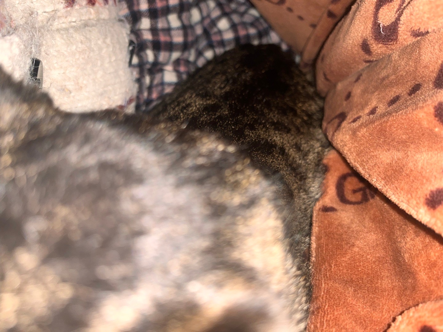 被窝里有一条蟒蛇