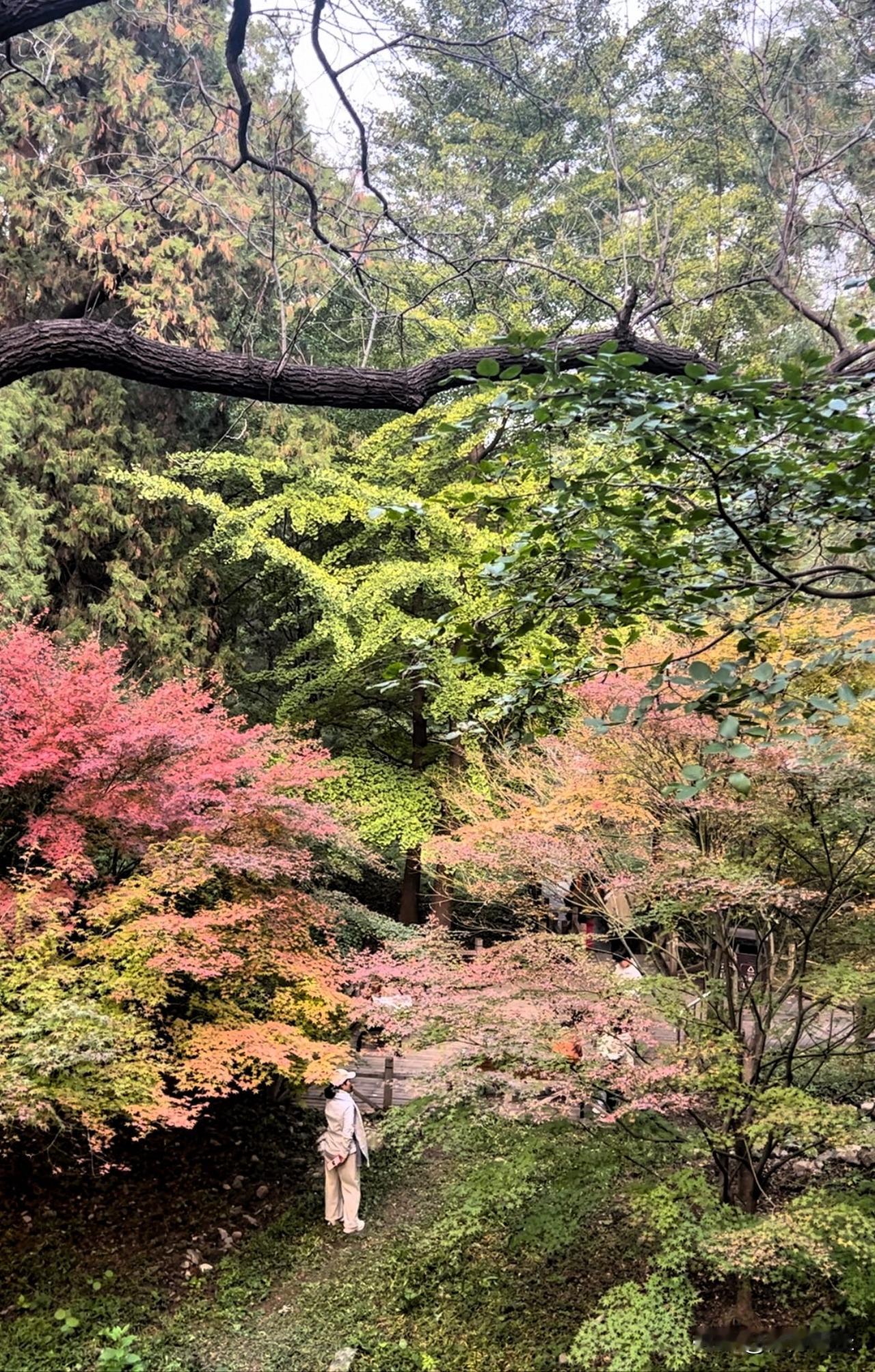 北京香山公园，赏红叶为时尚早10月26号，北京已日渐寒凉，白天温度10度左右，
