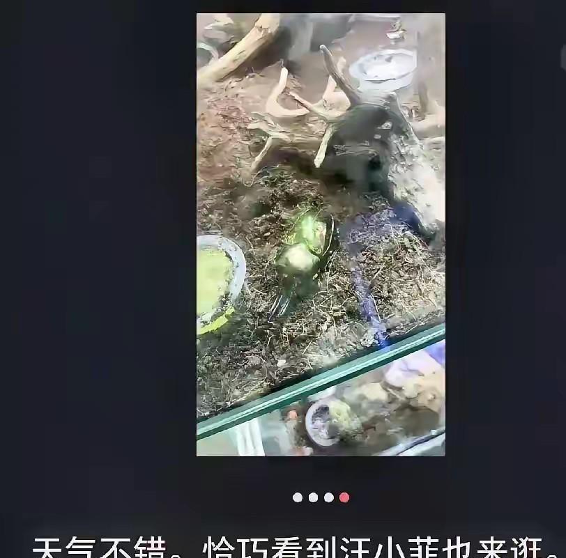 据网友爆料：汪小菲又前往花鸟宠物市场了，似乎是给儿子去看宠物呢！无独有偶，马