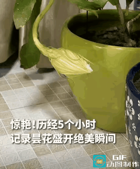 江苏南京，女子结束了一天的忙碌，正准备关灯睡觉，突然发现阳台的昙花有动静，她走近
