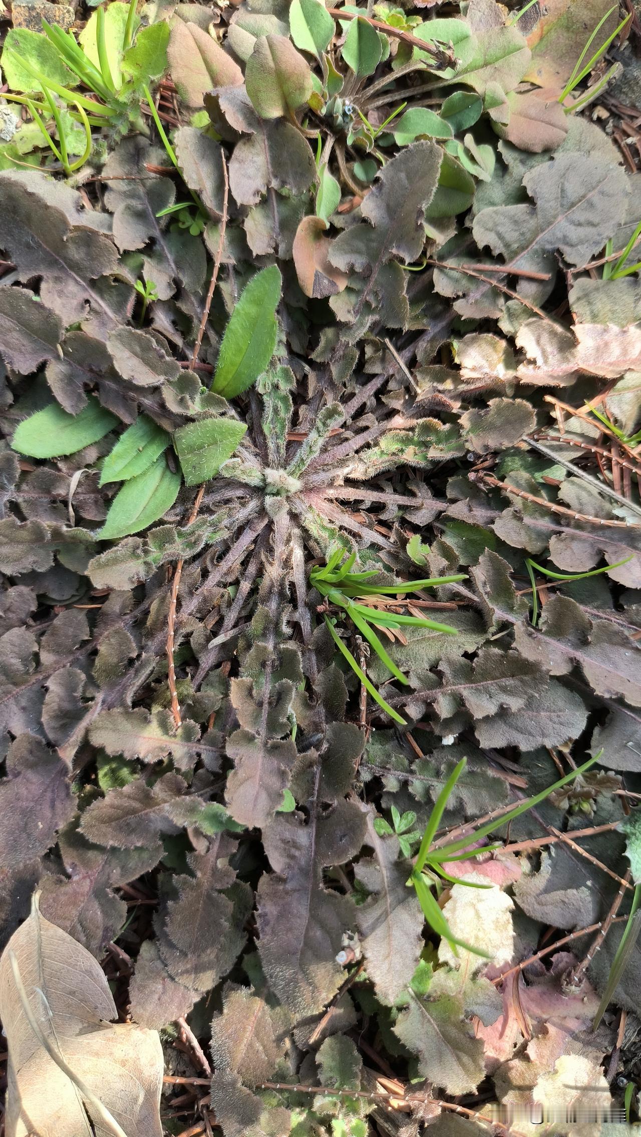 这是荠菜吗？这三张图片哪一张是荠菜？