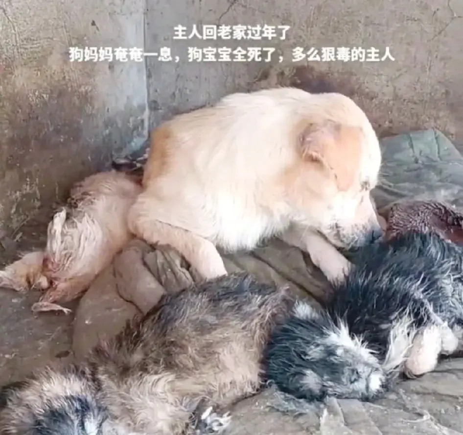 狗主人回家过年，丢下狗狗，又冻又饿，狗宝宝全部死亡，狗妈妈奄奄一息，还在守护着宝