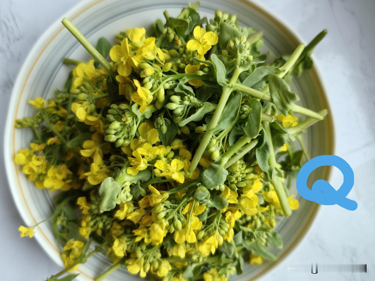 【老乔头种果菜·会种会采会吃】4月花蕾莫辜负好吃养生更美容油菜、薹菜、