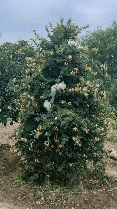 猫咪潜伏在树上，成功抓住了一只喜鹊，拍动图的网友大喝一声，猫咪惊呆了，喜鹊趁机逃