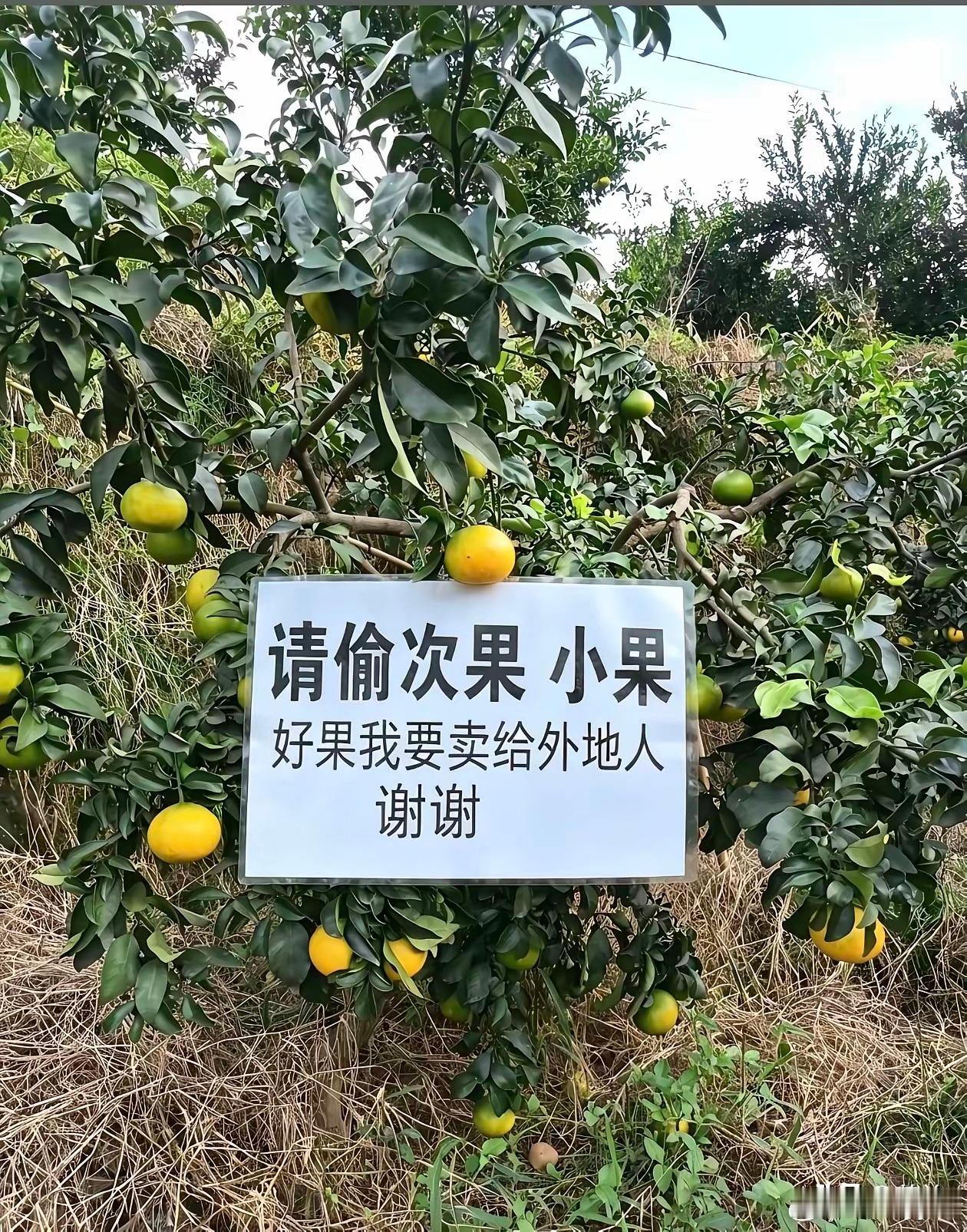 果园老板还是很厚道滴​​​