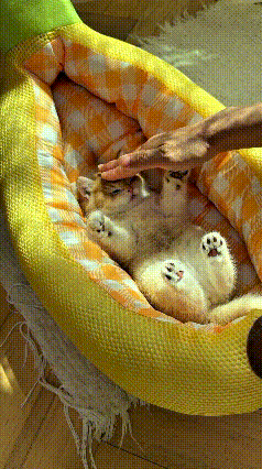 这个视频我看了好几遍，真是稀罕人得很，这小奶猫也太乖啦。恁看小猫本来还在那儿玩
