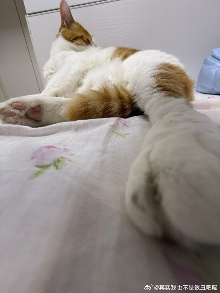 49078【丑猫】臭脚戳你脸上