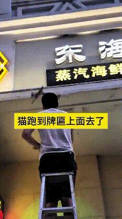 瞅瞅这调皮小猫，愣是爬到高高的店铺牌匾上边不下来。大哥拿着棍子小心翼翼往下扒拉，