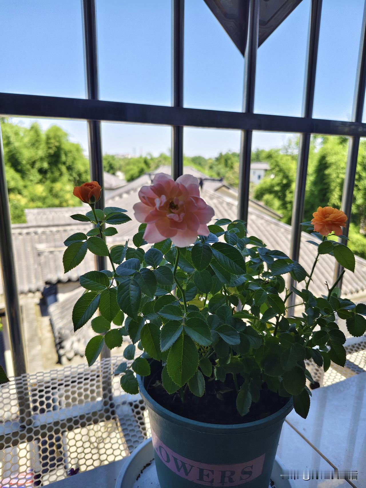 聊聊我的几盆小花七夕那天，我花二十块钱淘回四盆花，在我细心照料下，它们安安静静