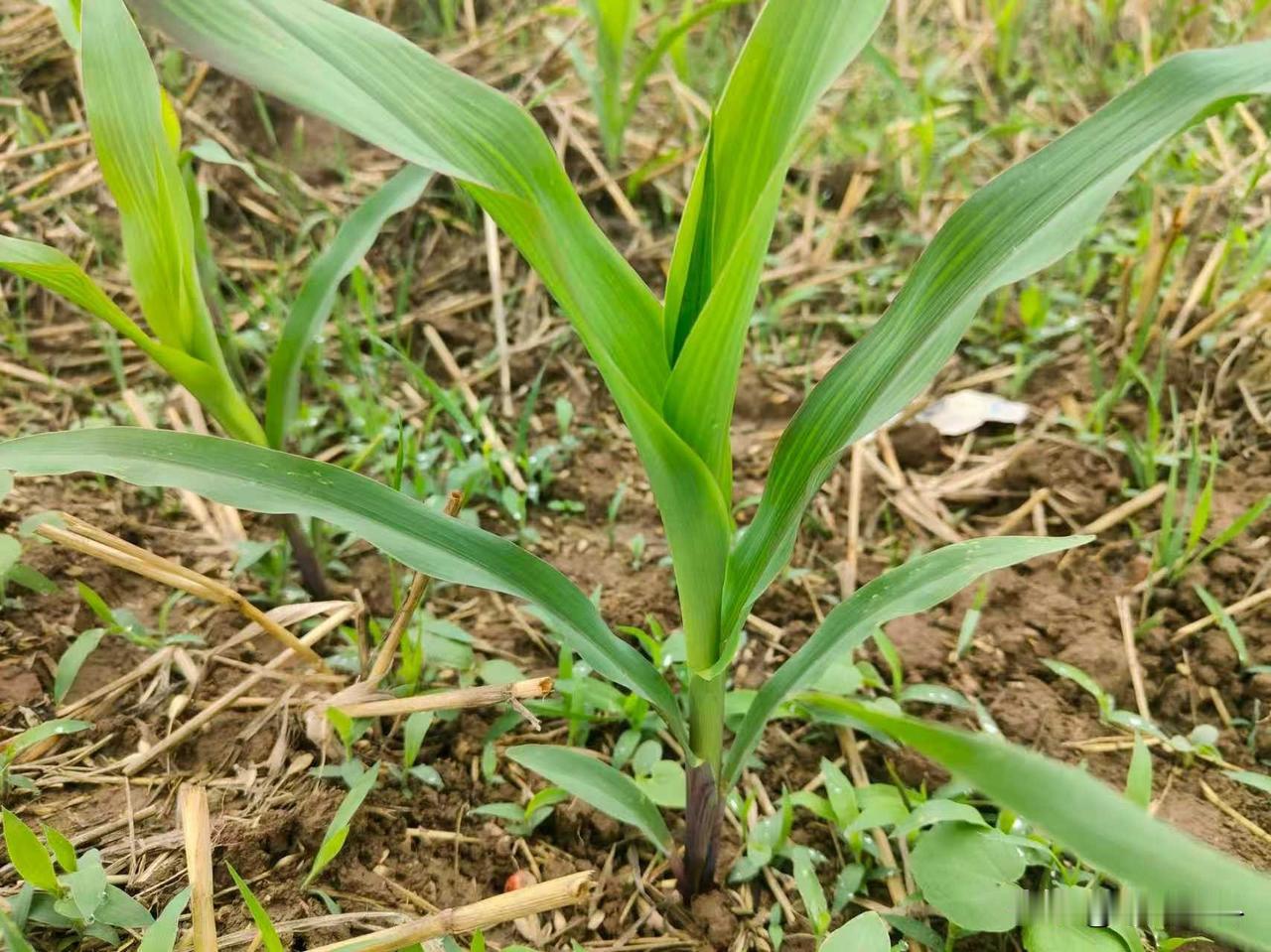 玉米打什么除草剂效果好?喷施玉米田除草剂，是快速防除杂草，最有效的方法。玉米田除