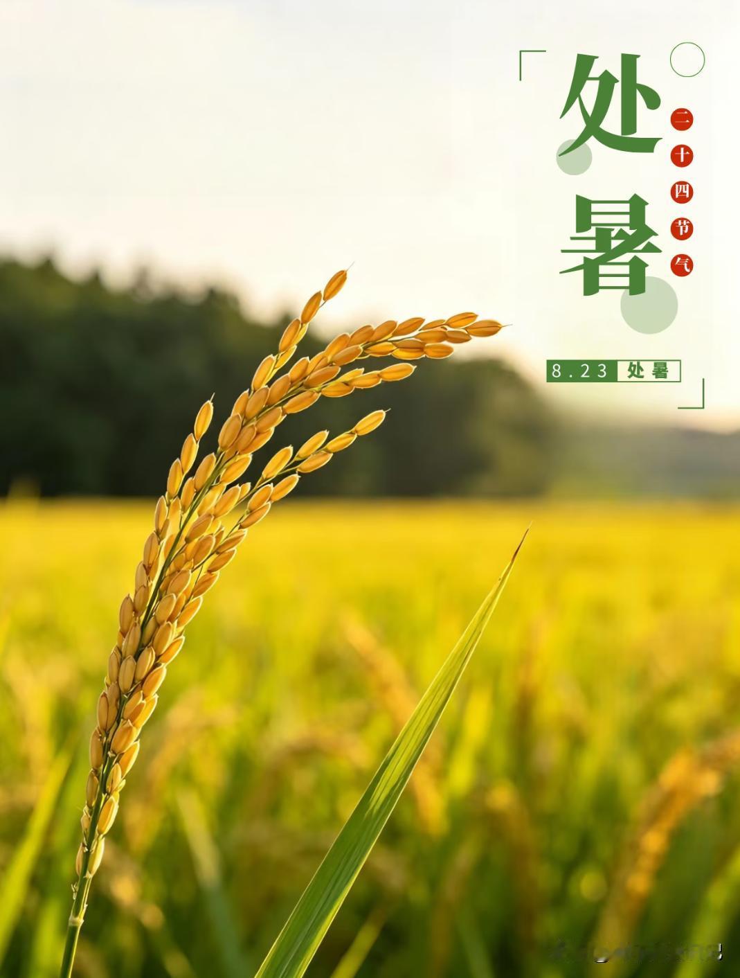 不是玄学！七月十一处暑最旺自己的5件事，别忘了告诉家人。1.早起喝杯温