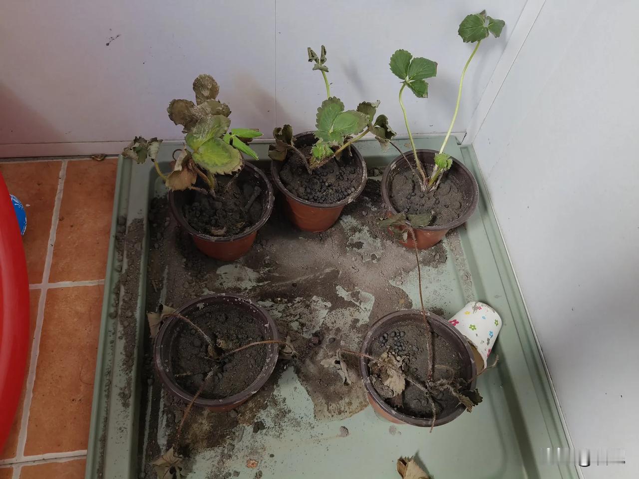 哎，明明我是农村娃啊！为啥我就是不会种植物呢？种啥枯啥，明明也是按操作做的