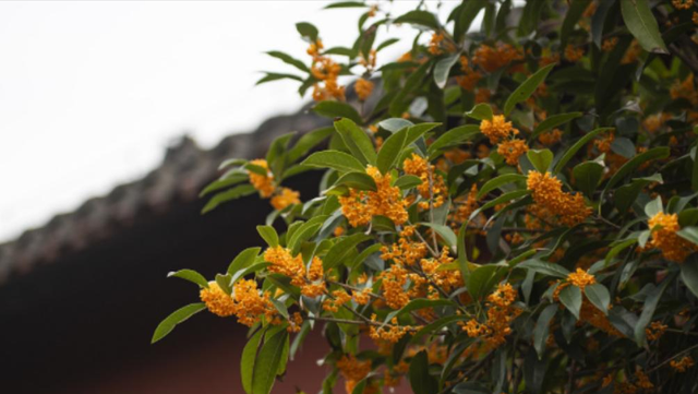 房子前面为什么不能种桂花树? 房子前面有桂花树的, 要了解一下!