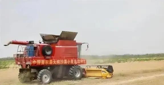 真是意外之喜，中国工程闹了个大“乌龙”，原本以为在沙漠种小麦产量会很低，不料一亩