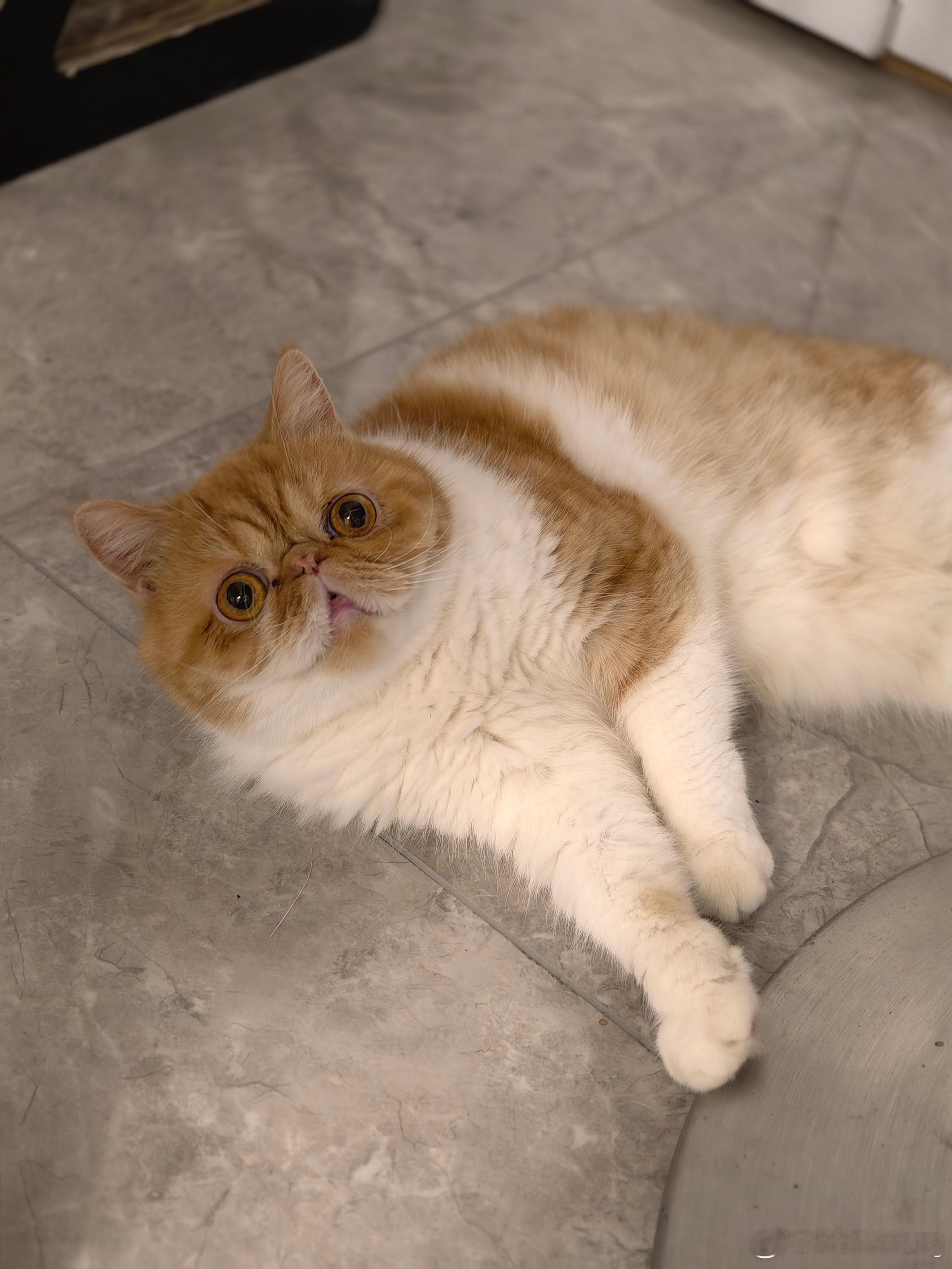 话说你们喜欢加菲猫吗？每次我朋友来我家，都说这猫鼻子咋了[捂脸哭]我觉得还蛮可爱不