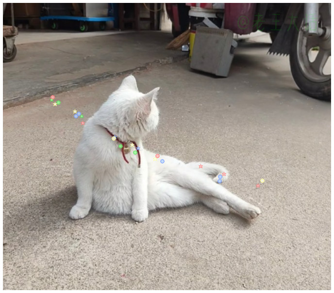 猫界名媛出街，请勿打扰。