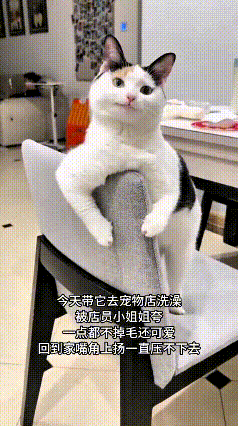 这只小猫也太有小傲娇那味儿了！刚去宠物店洗完澡，还被店员小姐姐一顿夸奖，说它可爱