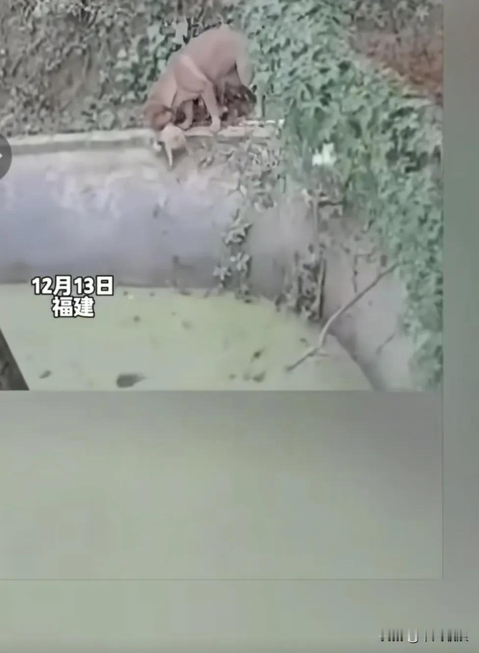 主人家养的母狗产下了七只幼崽，每天都会少两只，也不知道去了哪里。后来调出监控才恍