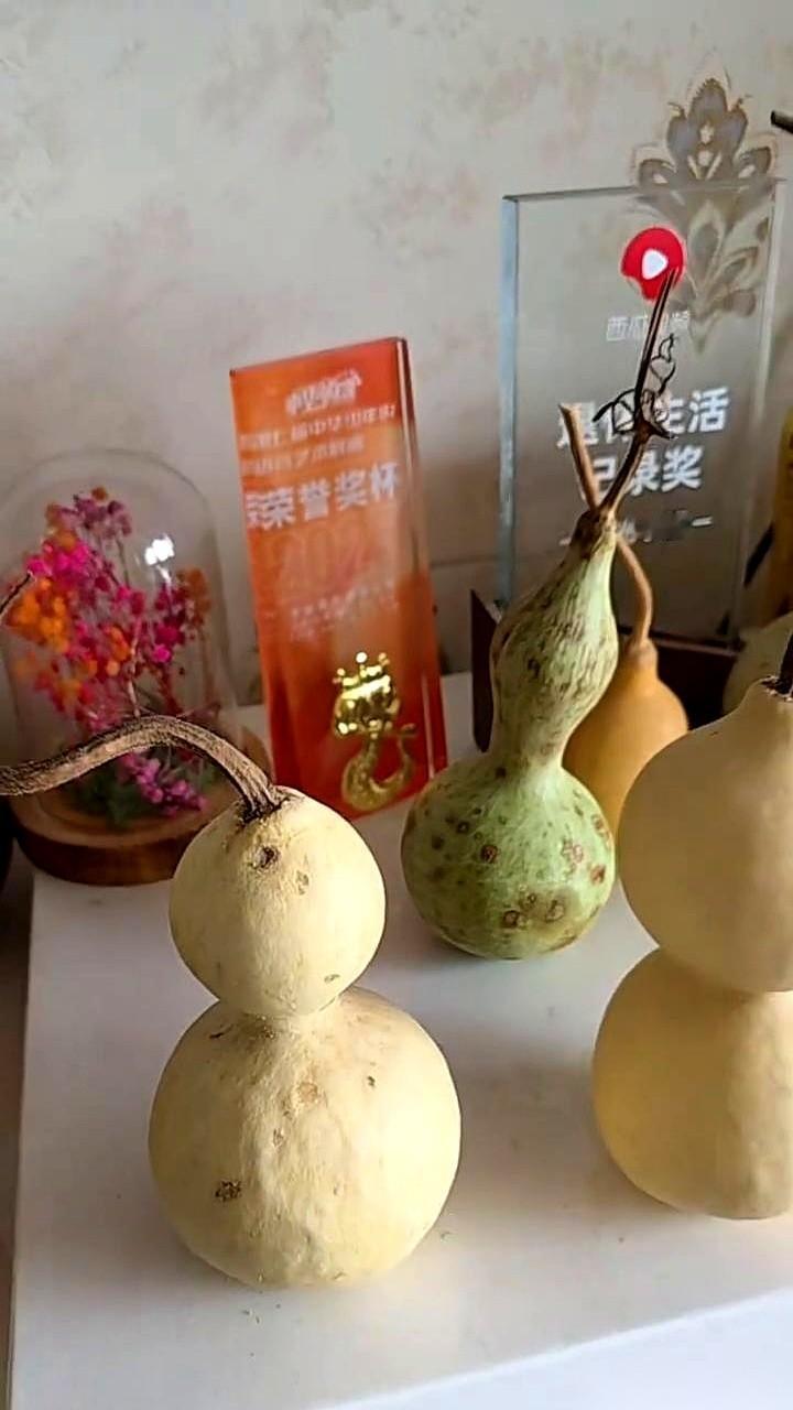 我今天就把话撂这儿了，明年谁再劝我种葫芦，我管他叫爷爷。真的。家里，阳台上，