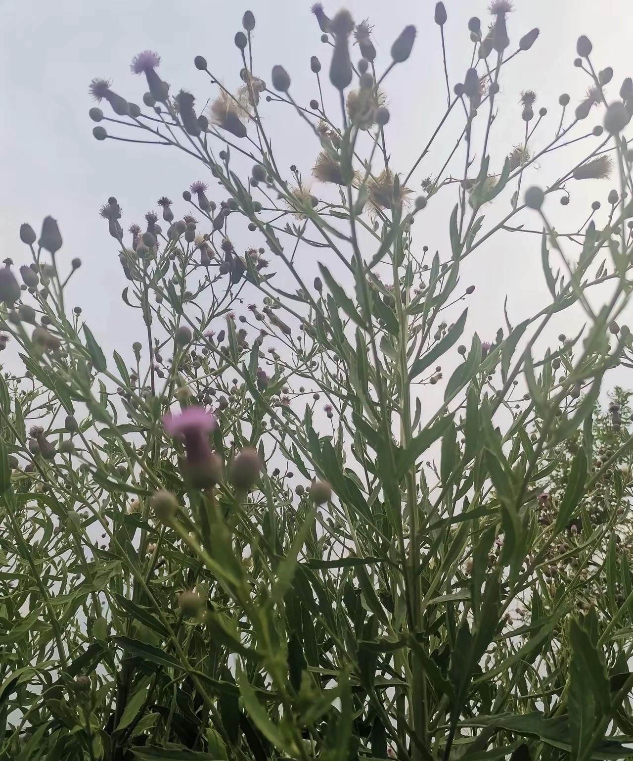 有没发现如今社会已经反常了！礼崩，法乱，德丧，义薄，人心贪的社会！