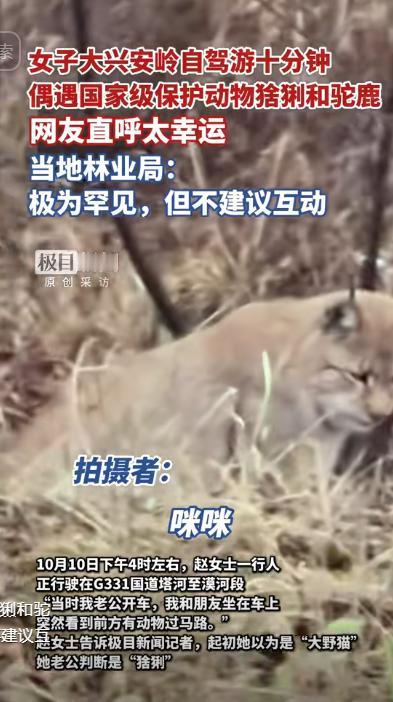 “离了个大谱！”10月10日，黑龙江大兴安岭，一女子在路上时偶遇了一只野生猞猁，