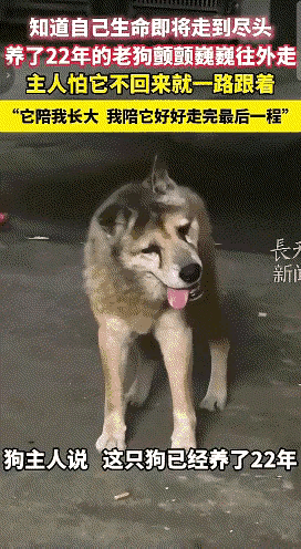 活到22岁的老狗偷偷往外跑，背后的真相看哭无数人！这只狗狗陪着主人
