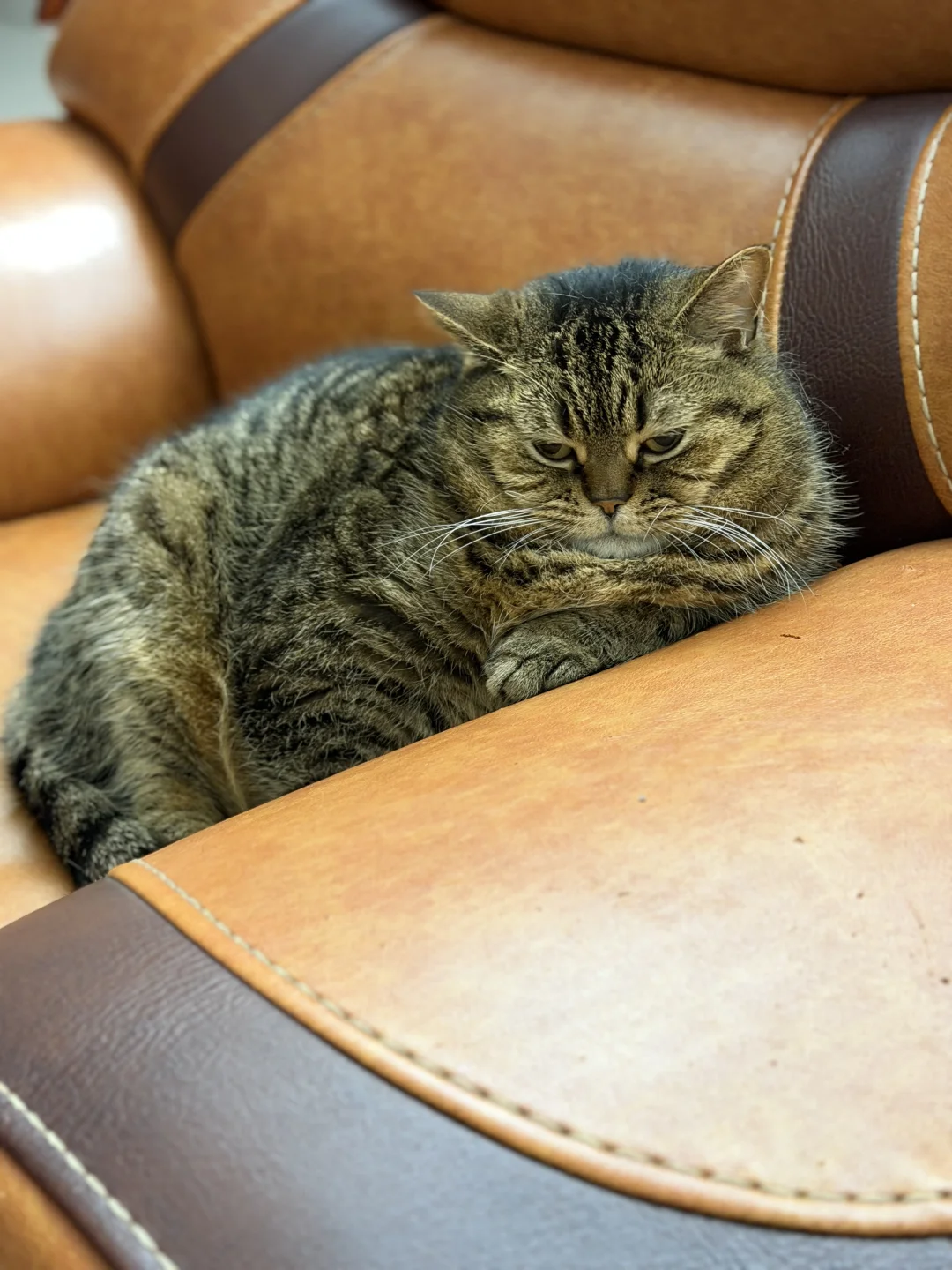 阿弟把沙发扶手焊在身上了🐱