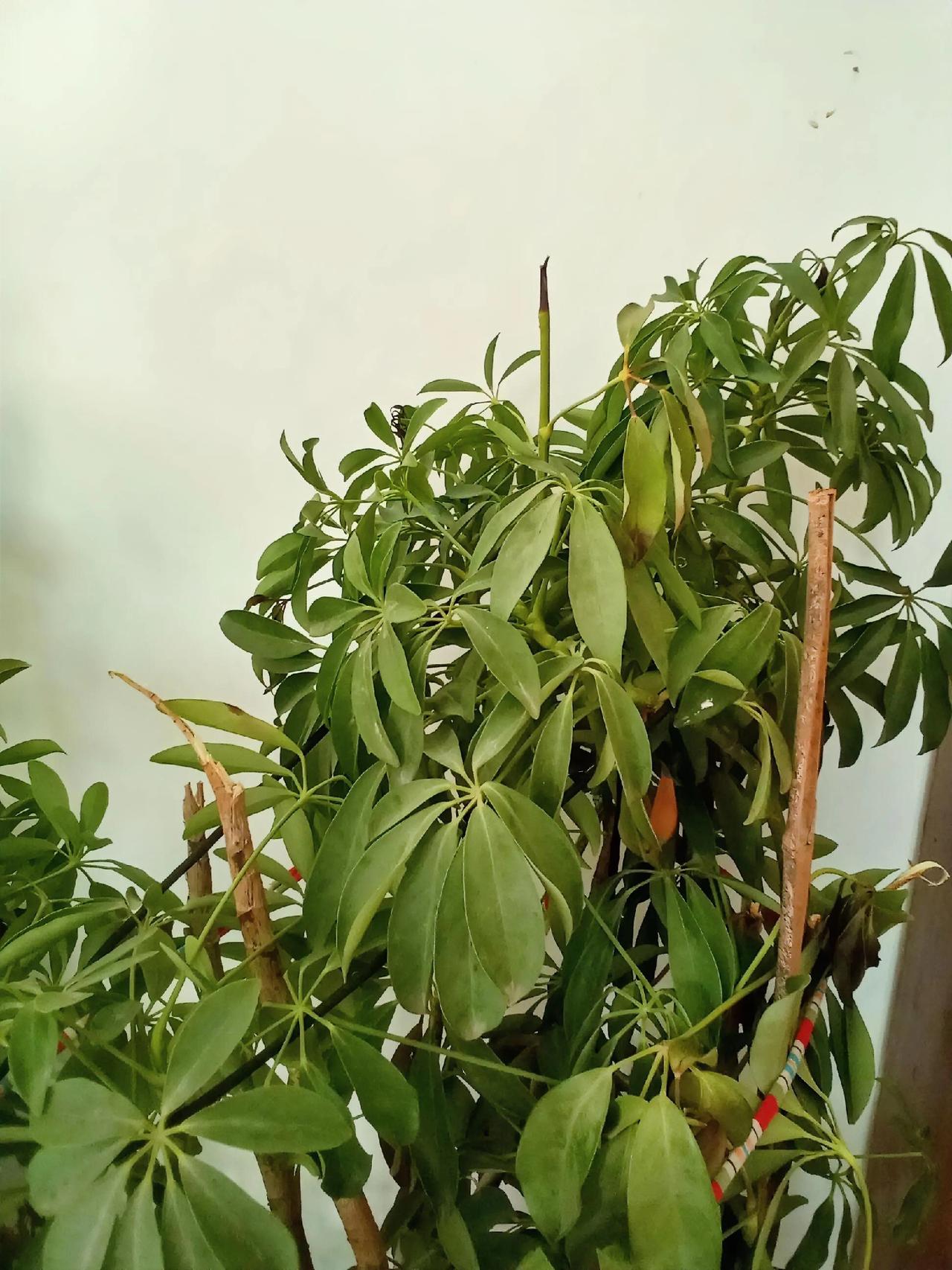 这盆鸭掌木（也叫八方来财）看着有点蔫，叶子发黄、发焦，明显是状态不对。我觉得吧，