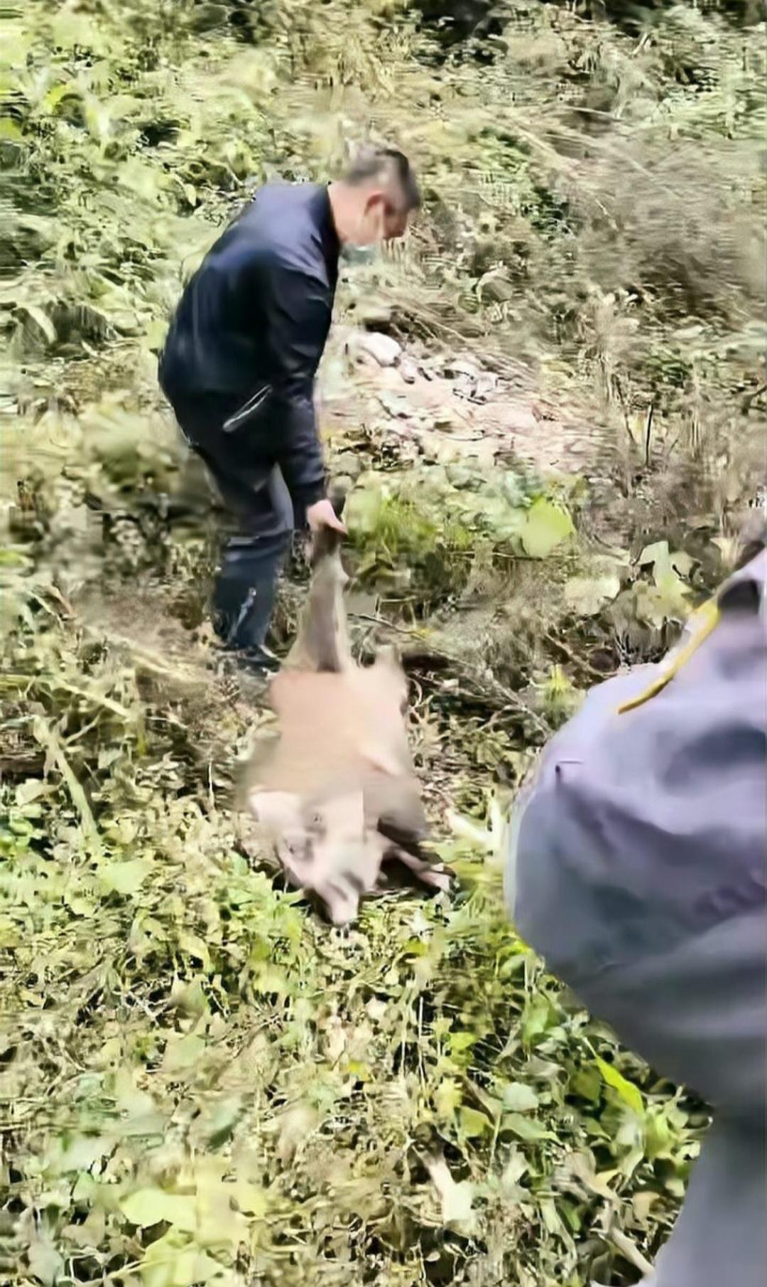 重庆一野猪为何会选择从桥上跳下？是惊吓所致还是另有隐情？近日，一则重庆野猪从桥