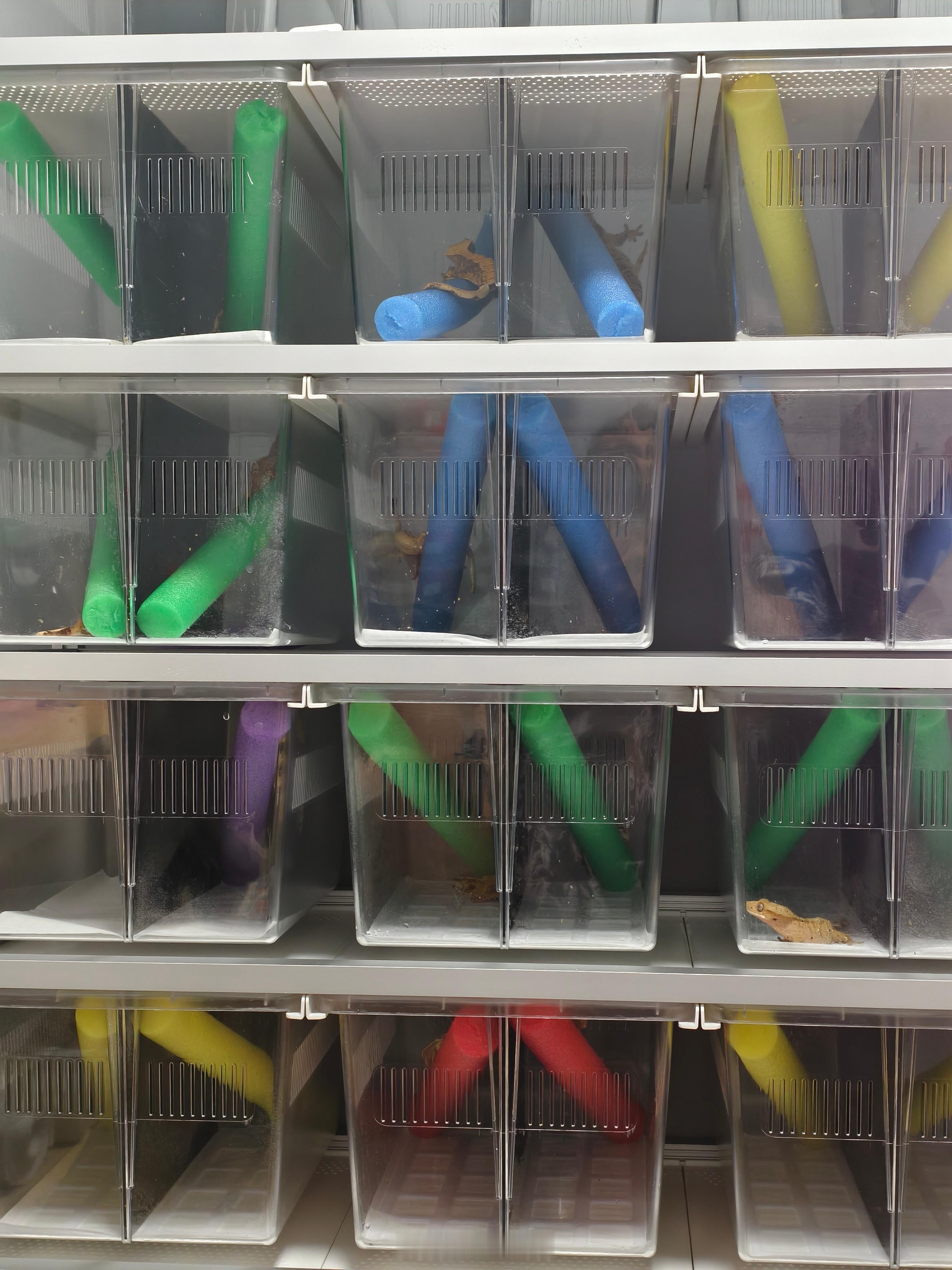 三个小时近一百个守宫全部打理了一遍。园长爽了