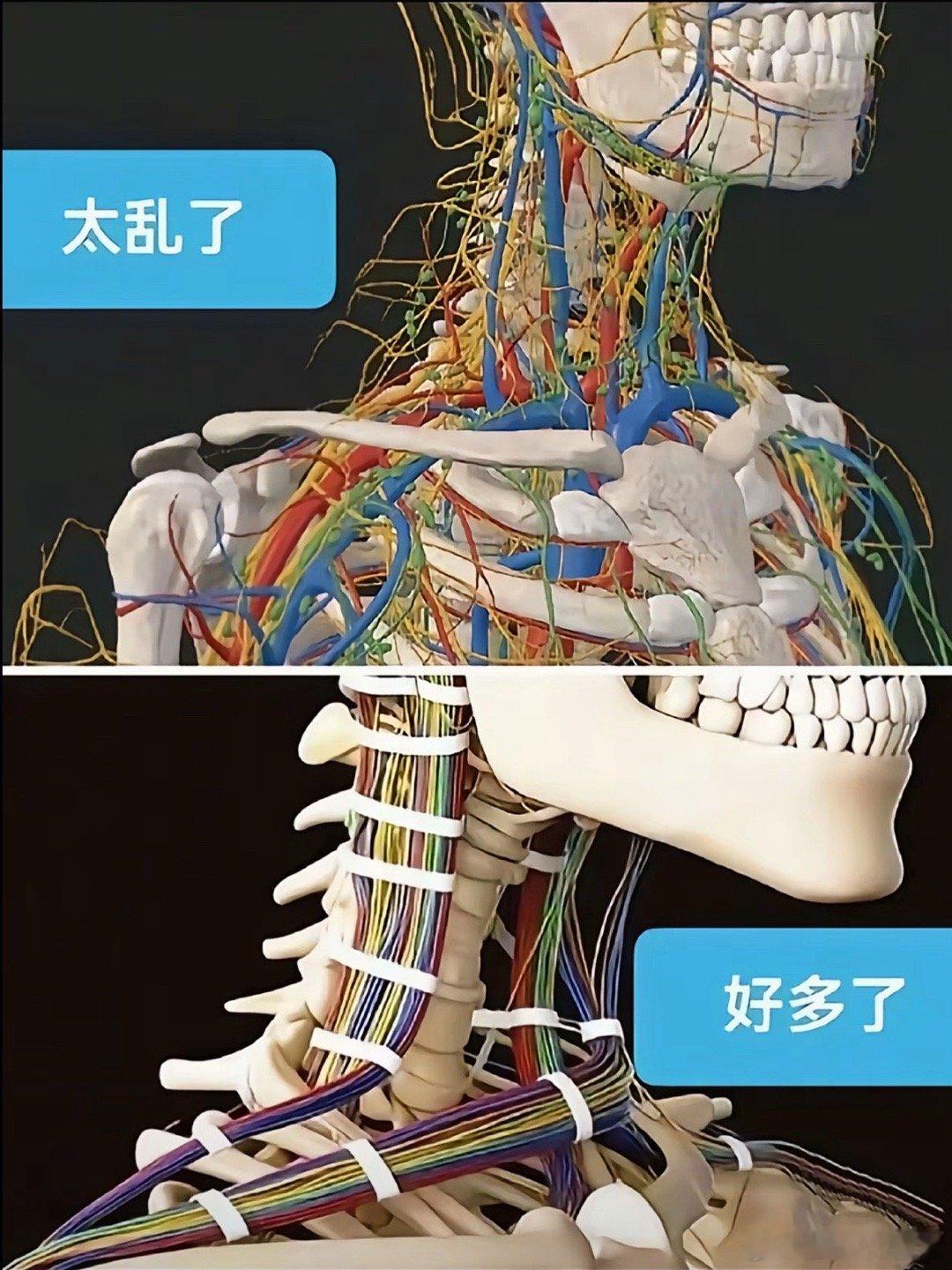 如果当年造人的不是上帝，而是，那么人类的血管和神经大概率是…​​​