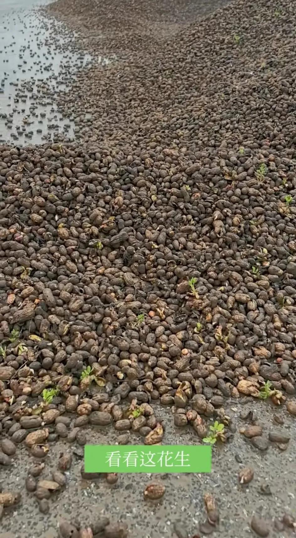 国庆放假回安徽老家，放假几天都下雨，听我妈说这雨连续下二十多天了，也不停了，田里