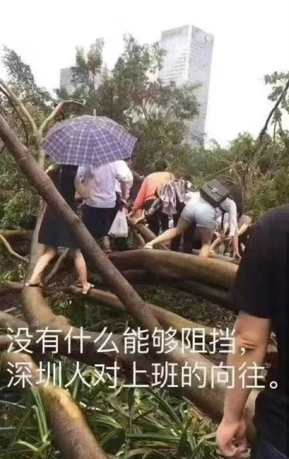 深圳停工2018年9月15日台风，是停工了。那次真很可怕好多树都打断了，人行道上
