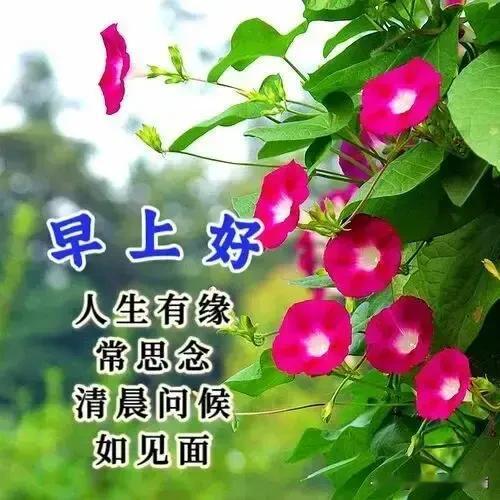 早安🤝🍎吉祥🤗🌹把吉祥送给有缘的人；把尊重送给知心的人；把健康送给珍惜
