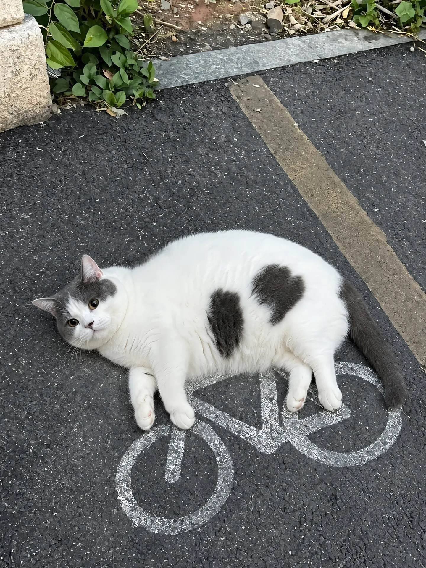 猫咪，来不及解释了！快上车