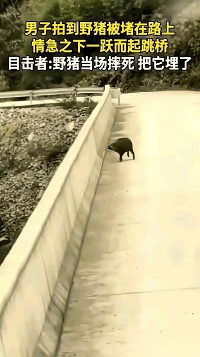 一头猪，从二十多米高的桥上，自己跳下去了。不是被逼的，也不是疯了。就是自己，