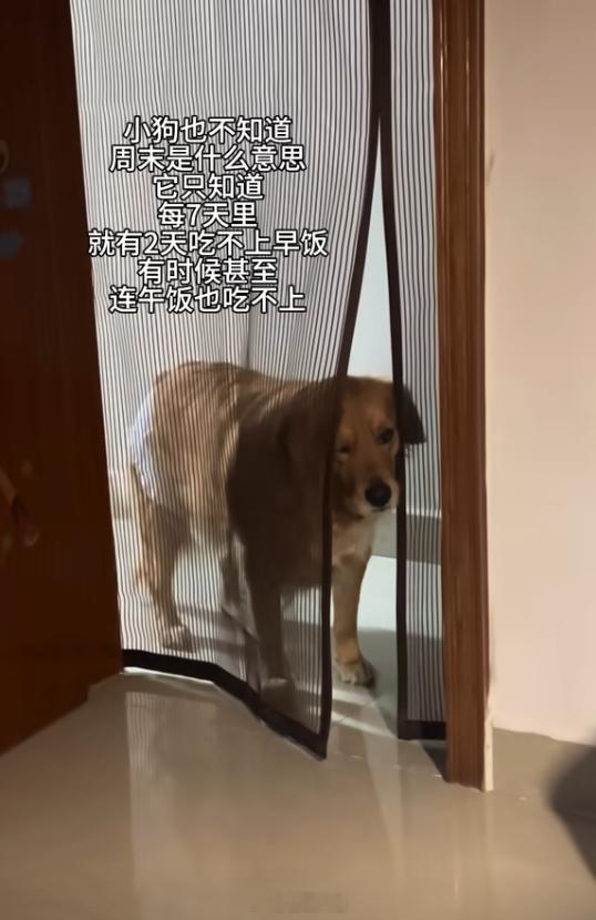 小狗没想到吃饭也得双休[捂脸哭]​​​
