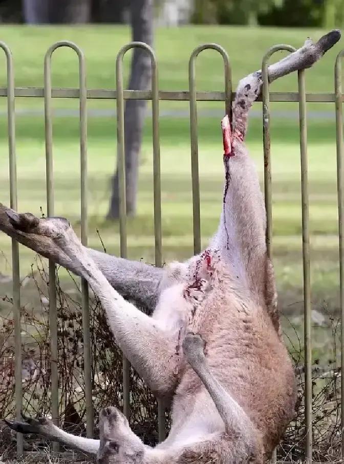 秦岭鸡窝子段，一只麂子脑袋卡进公路围栏，吊在半空直叫，路过司机拍视频喊人。沣峪